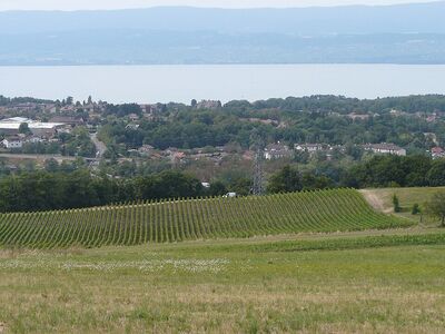 Domaine Delalex — Vin de Marin
