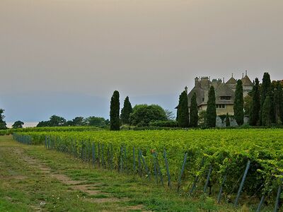 Château & Domaine de Ripaille — Vignoble